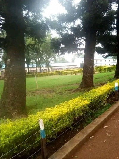 Cassablanca field