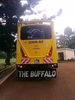 The buffalo